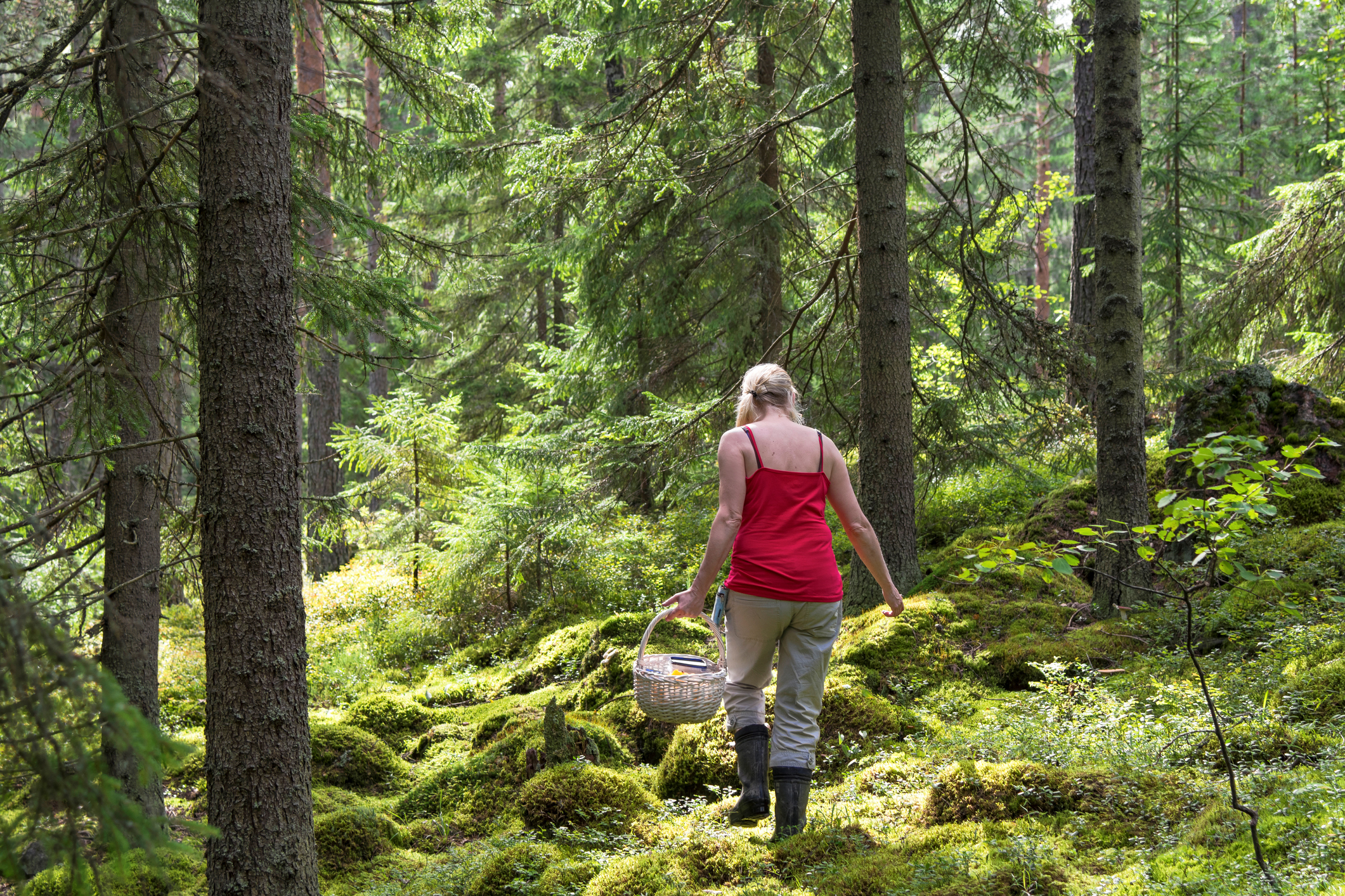 Woman picking mushrooms and berries  in svartedalen